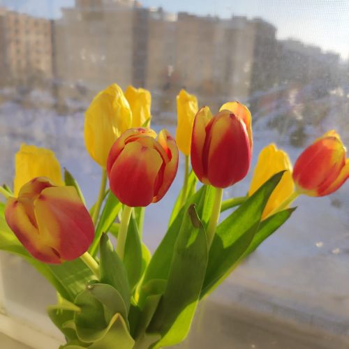 Праздник 8 Марта закончился, а весна продолжается