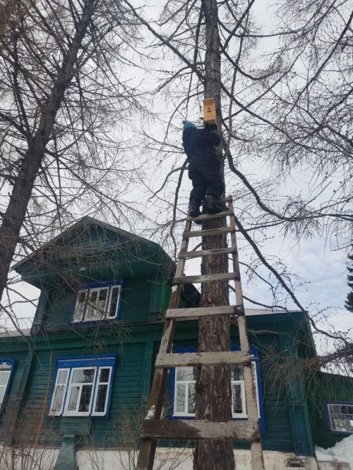 Сотрудники Лаишевского лесничества перед прилетом птиц повесили скворечники