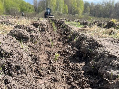 В Лаишевском районе высаживают саженцы сосны
