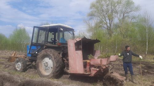 В Лаишевском районе высаживают саженцы сосны
