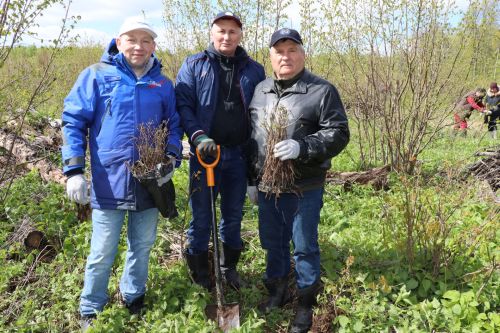 В Лаишевском районе проходит международная акция «Сад памяти»