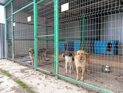Дети Лаишевского района оказывают помощь для животных