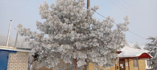 Зимы морозные узоры