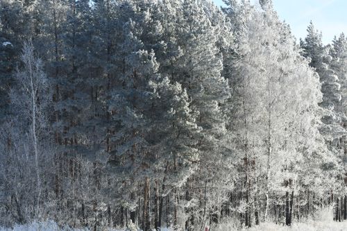 Зимы морозные узоры