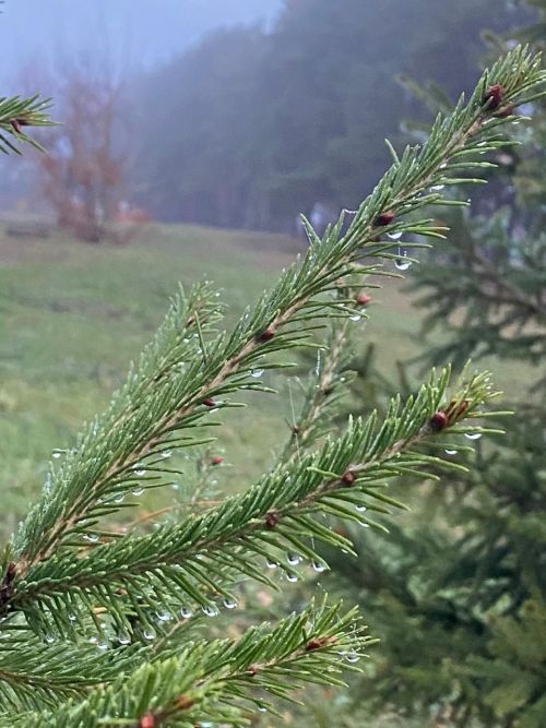 Увидеть красоту в обыденных вещах