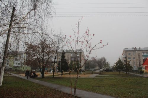 В пятницу в Лаишевском районе ожидаются туман и понижение температуры воздуха