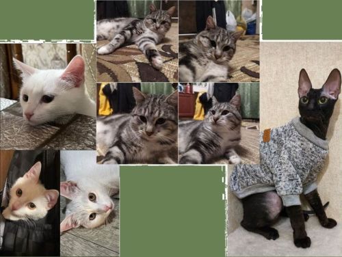 ФОТОконкурс «Забавные питомцы» стал богаче на целых три кота