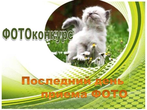 17 декабря — последний день приема на конкурс «Забавные питомцы» — 2025