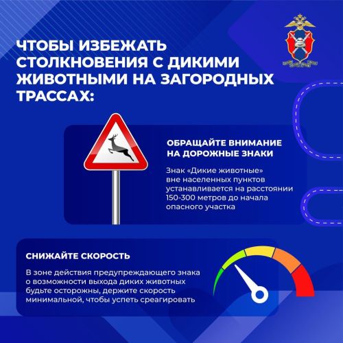 Шәһәр читендәге юлларда кыргый хайваннар белән бәрелешүне ничек булдырмаска