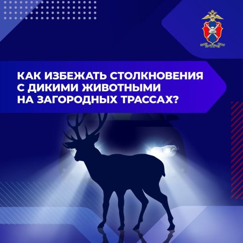 Как предотвратить столкновение с дикими животными на загородных дорогах
