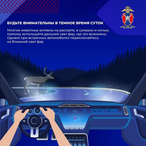 Шәһәр читендәге юлларда кыргый хайваннар белән бәрелешүне ничек булдырмаска