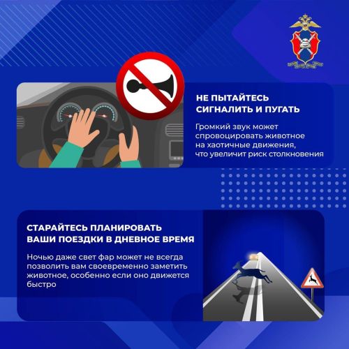 Шәһәр читендәге юлларда кыргый хайваннар белән бәрелешүне ничек булдырмаска