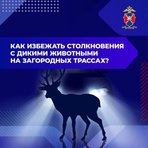 Шәһәр читендәге юлларда кыргый хайваннар белән бәрелешүне ничек булдырмаска