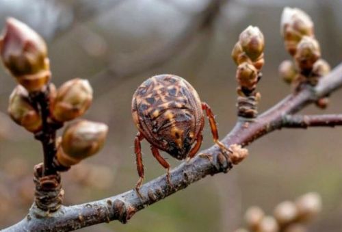 Лаеш районында талпаннар сезоны күпкә иртәрәк башланачак