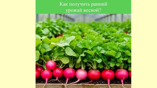 Редис и зелень в теплице: Как получить ранний урожай весной?
