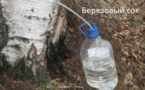 Идет сезон  «охоты» за березовым соком