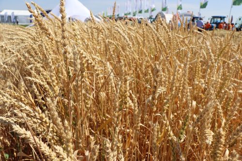 Татарстану на нацпроект по продовольственной безопасности выделили 4,1 млрд рублей