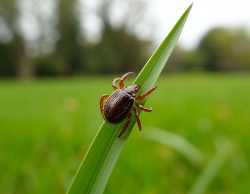 Как защититься от клещей: советы для прогулок на природе