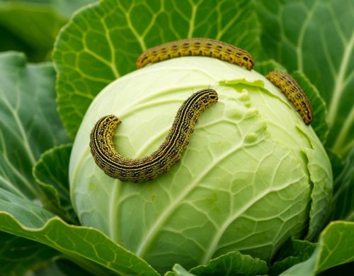 Кәбестә кортлары белән көрәштә көтелмәгән корал табылган