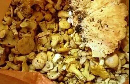 Грибная пора пришла!