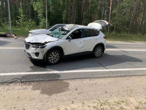 Көтелмәгән очрашу: Mazda юлда поши белән бәрелешә