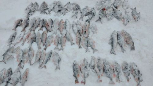 На Каме задержан очередной браконьер