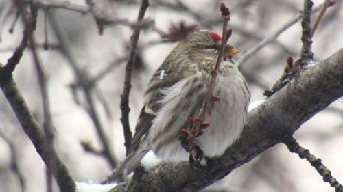 Стильная кормушка от Ольги Плотниковой