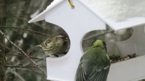 Стильная кормушка от Ольги Плотниковой
