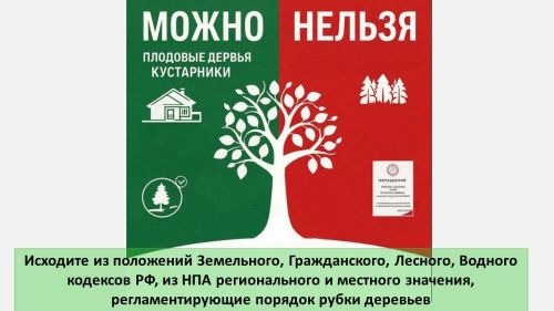 Прокурор разъясняет: Можно ли спилить дерево на собственном участке?