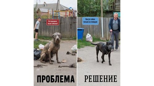 Нет плохих собак, есть плохие хозяева