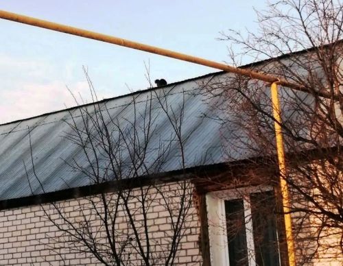 Мартовский кот встречает весну