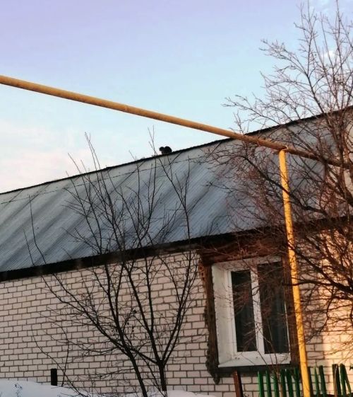 Мартовский кот встречает весну