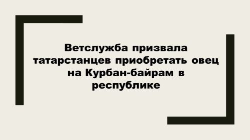 В Татарстане призвали покупать овец и баранов для Курбан-байрам внутри республики