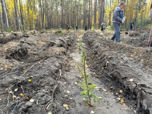 На следующей неделе в Лаишевском районе высадят тысячи деревьев