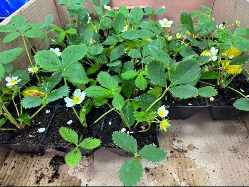 Лаешта бакча сезоны: үсентеләр утырту буенча белгеч киңәшләре
