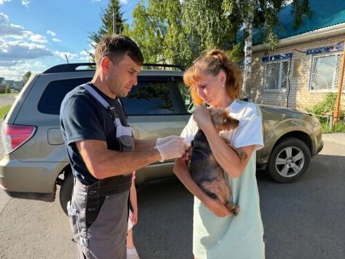 В Лаишевском районе продолжаются вакцинация и чипирование животных