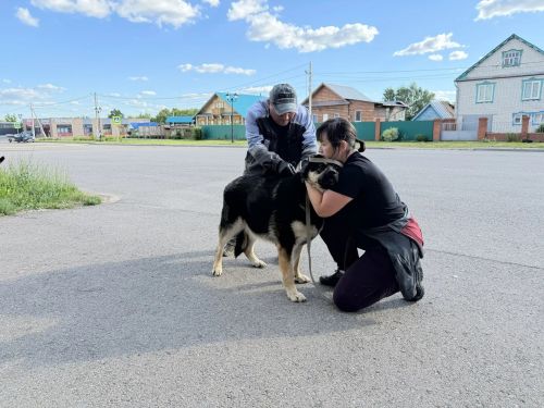 В Лаишевском районе продолжаются вакцинация и чипирование животных
