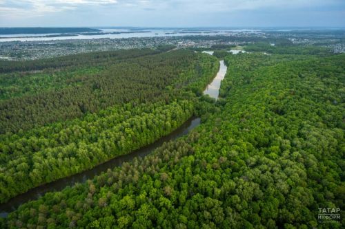 В лесах Татарстана обустроили почти 2,4 тыс. км новых противопожарных полос