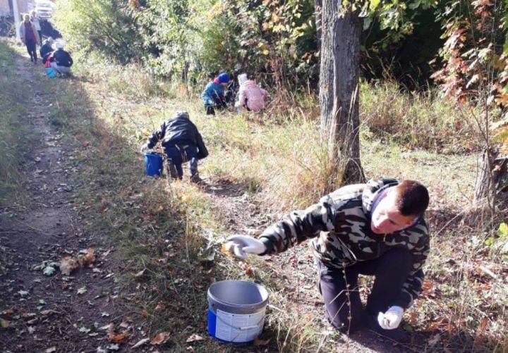 Школьники Лаишева помогают восстанавливать дубовые леса