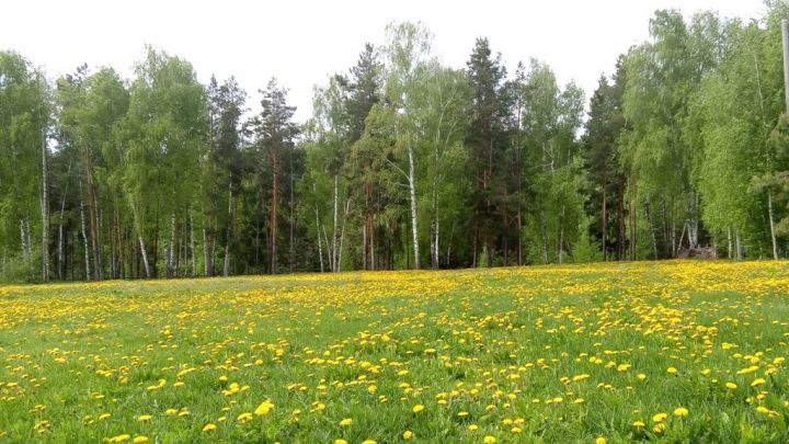 В Лесной кодекс России внесены изменения, совершенствующие сохранение лесов