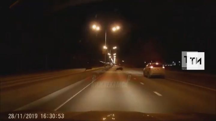 Очевидцы сняли на видео, как кабаны перебегают перед машинами трассу