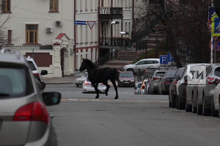У стен Казанского Кремля носилась лошадь