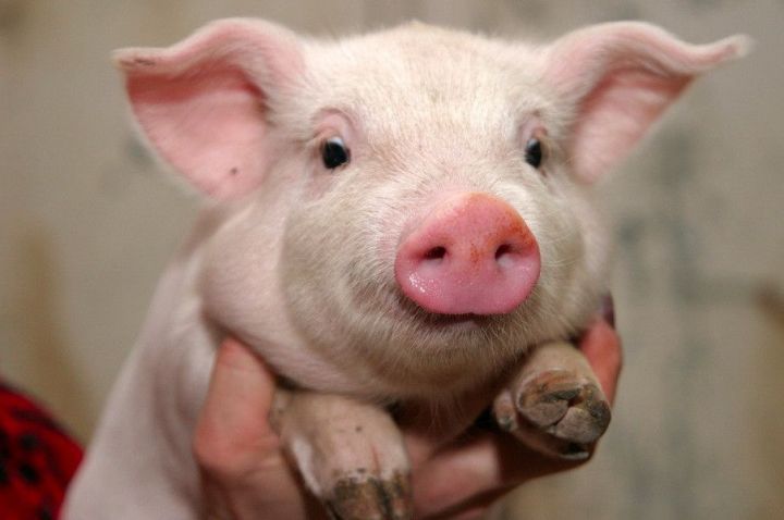 В Татарстане за январь выросло производство свинины
