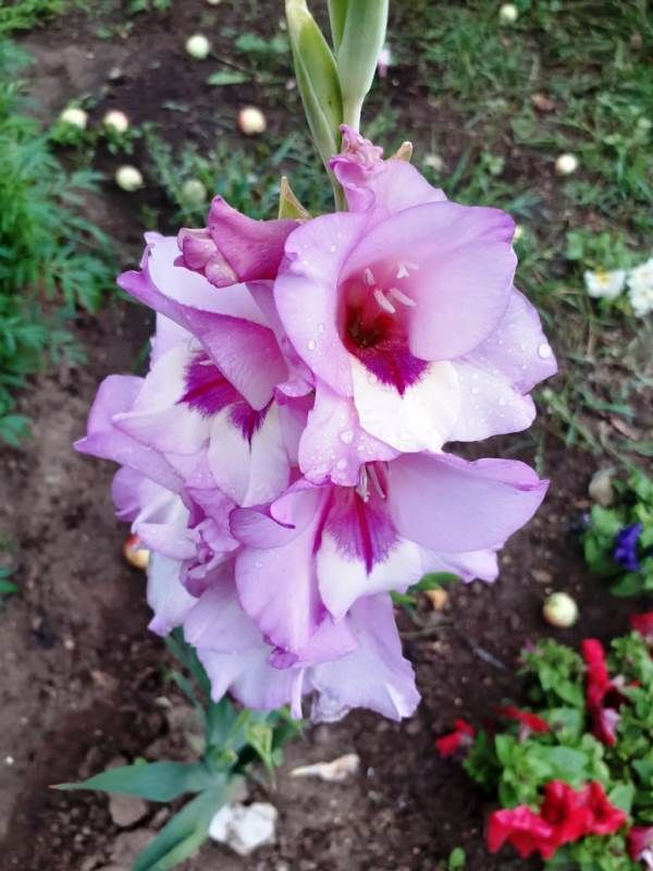 Украсим свой сад цветами. Цветы Марины Грищенко