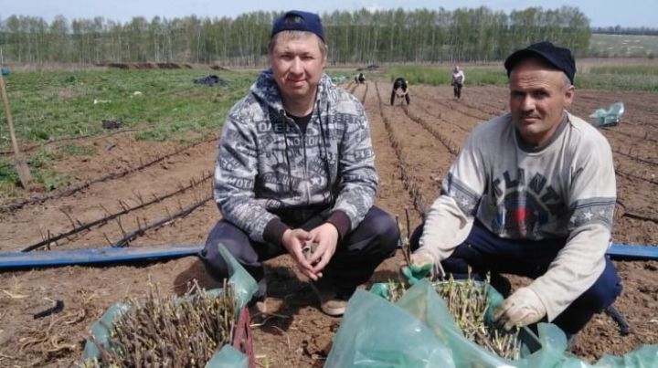Еще десять горожан Татарстана нашли работу на селе.