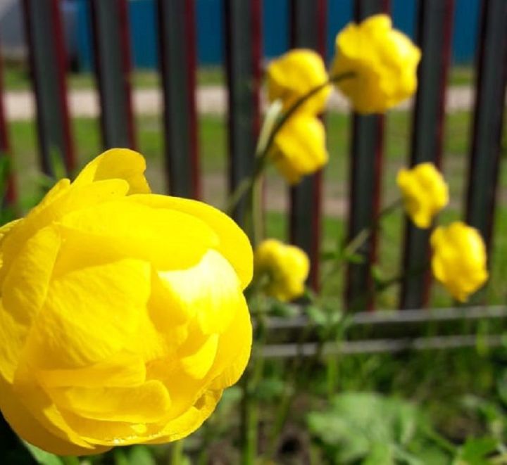 Житель Лаишевского района вырастил цветущий сад