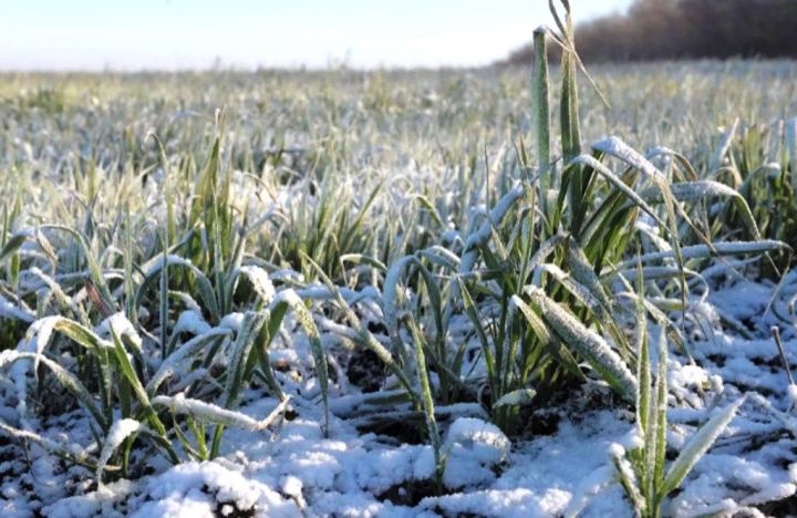 В Россельхозцентре Татарстана пояснили, как предотвратить гибель озимых культур от вымерзания