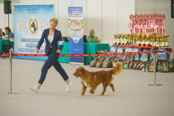 В Лаишевском районе прошли сразу две выставки собак