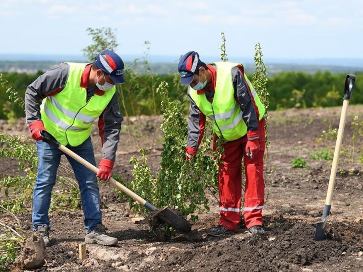 В Лаишевском районе готовятся посадить деревья