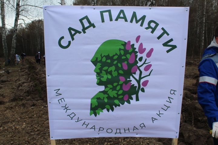 Тысячи деревьев высадили в Лаишевском районе в рамках акции «Сад памяти»